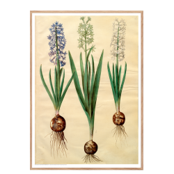 Holtzbecker, Floral Motif 3