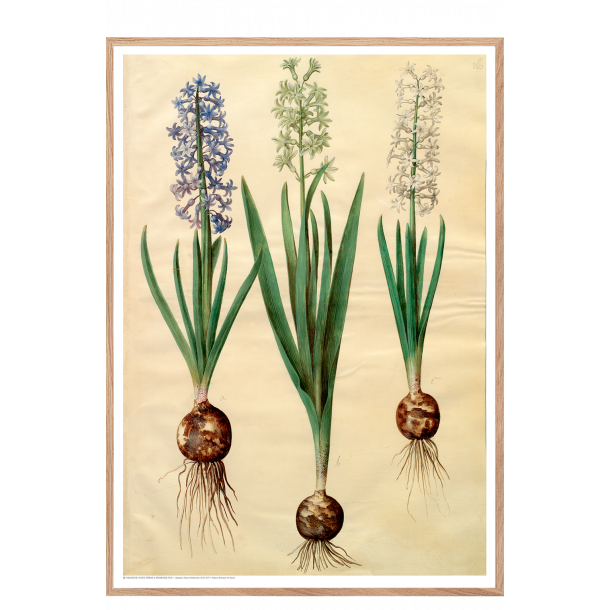 Holtzbecker, Blomstermotiv 3