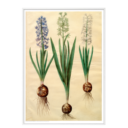 Holtzbecker, Floral Motif 3