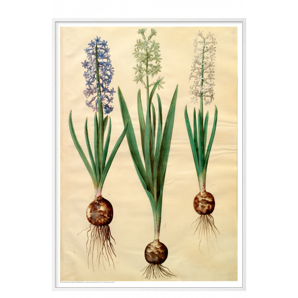 Holtzbecker, Blomstermotiv 3