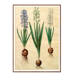 Holtzbecker, Floral Motif 3