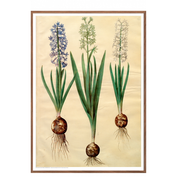 Holtzbecker, Blomstermotiv 3