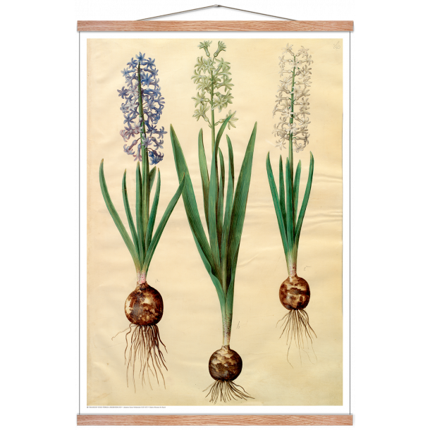 Holtzbecker, Blomstermotiv 3