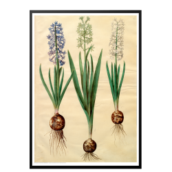 Holtzbecker, Floral Motif 3