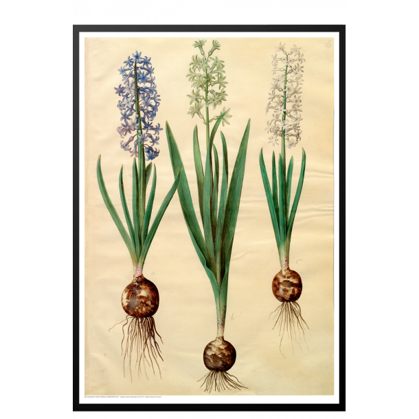 Holtzbecker, Blomstermotiv 3