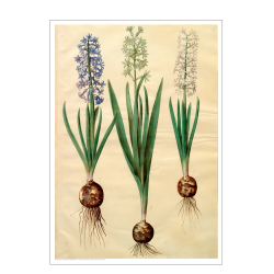 Holtzbecker, Floral Motif 3