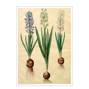 Holtzbecker, Blomstermotiv 3