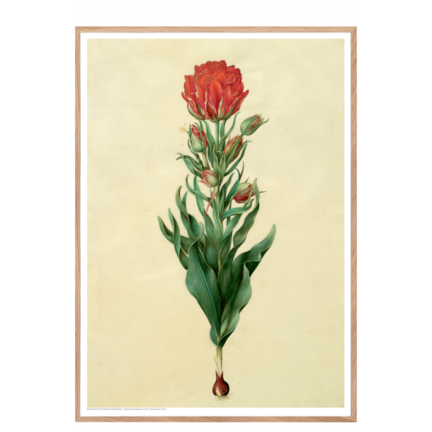 Holtzbecker, Blomstermotiv 5