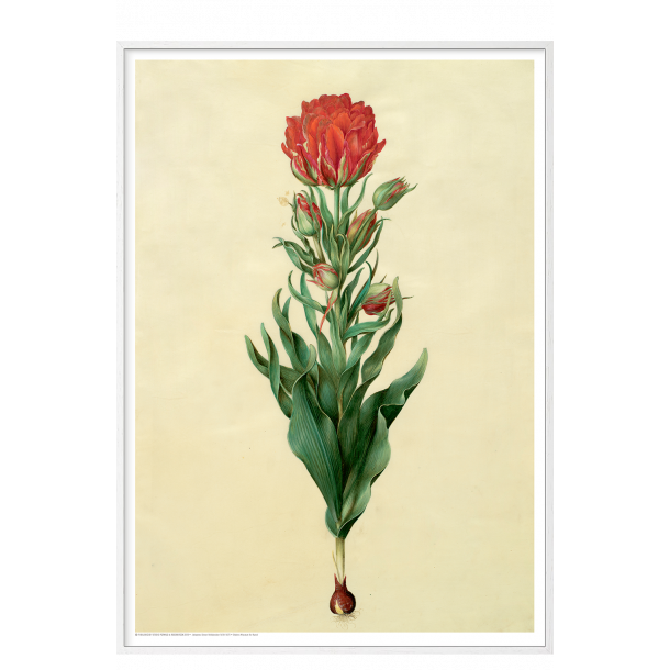 Holtzbecker, Blomstermotiv 5