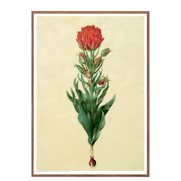 Holtzbecker, Blomstermotiv 5