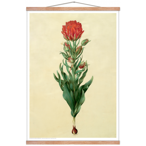 Holtzbecker, Blomstermotiv 5