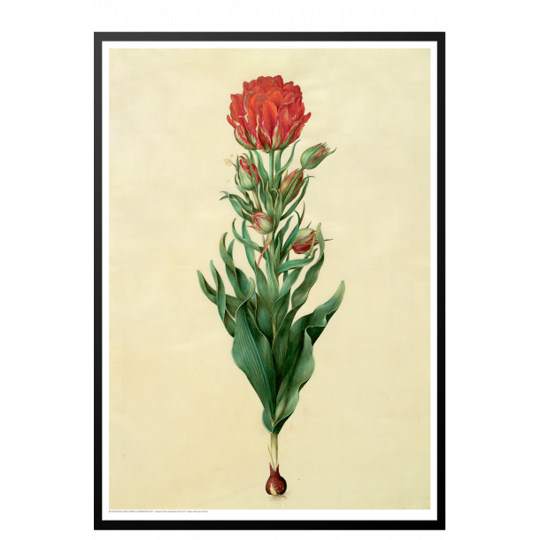 Holtzbecker, Blomstermotiv 5