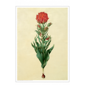 Holtzbecker, Blomstermotiv 5