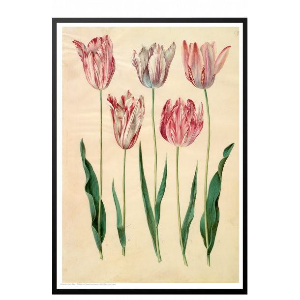 Holtzbecker, Blomstermotiv 6