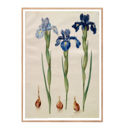 Holtzbecker, Blomstermotiv 7