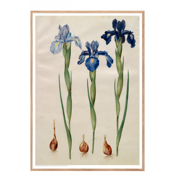 Holtzbecker, Blomstermotiv 7