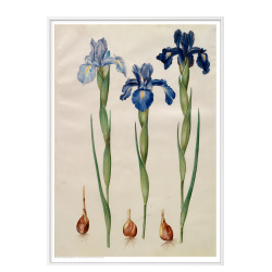 Holtzbecker, Blomstermotiv 7