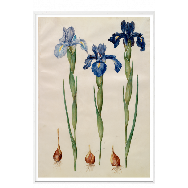 Holtzbecker, Blomstermotiv 7