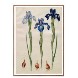 Holtzbecker, Blomstermotiv 7