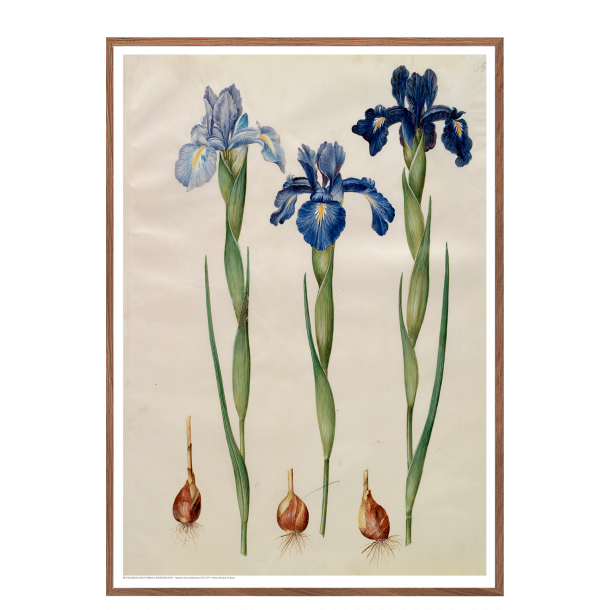 Holtzbecker, Blomstermotiv 7