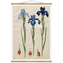 Holtzbecker, Blomstermotiv 7