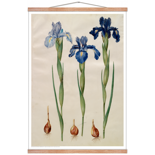 Holtzbecker, Blomstermotiv 7