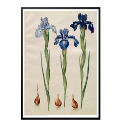 Holtzbecker, Blomstermotiv 7