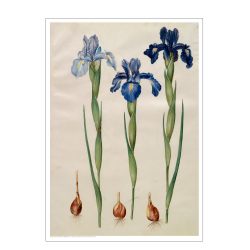 Holtzbecker, Blomstermotiv 7