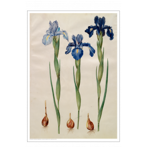 Holtzbecker, Blomstermotiv 7