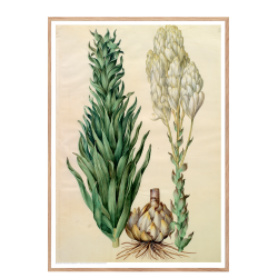 Holtzbecker, Blomstermotiv 8