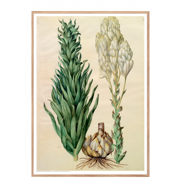 Holtzbecker, Blomstermotiv 8