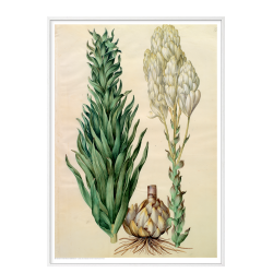 Holtzbecker, Blomstermotiv 8