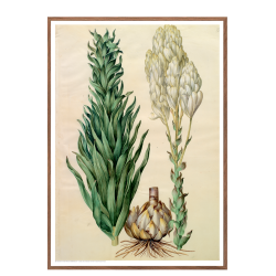 Holtzbecker, Blomstermotiv 8