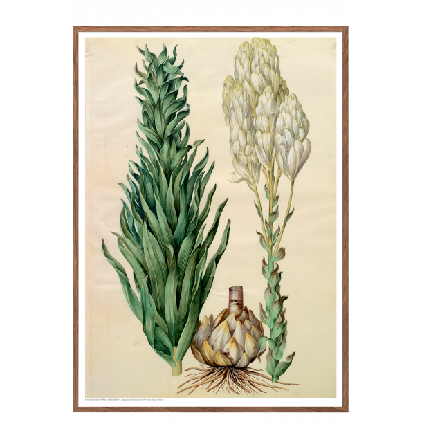 Holtzbecker, Blomstermotiv 8