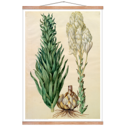 Holtzbecker, Blomstermotiv 8