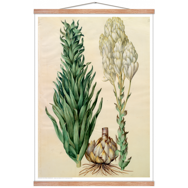 Holtzbecker, Blomstermotiv 8