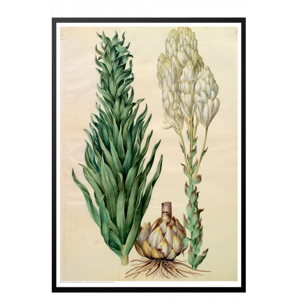 Holtzbecker, Blomstermotiv 8