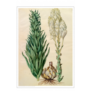 Holtzbecker, Blomstermotiv 8