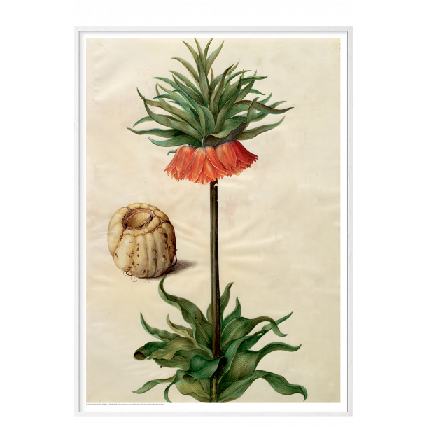 Holtzbecker, Blomstermotiv 9