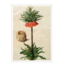 Holtzbecker, Blomstermotiv 9