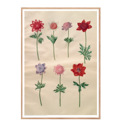 Holtzbecker, French anemones