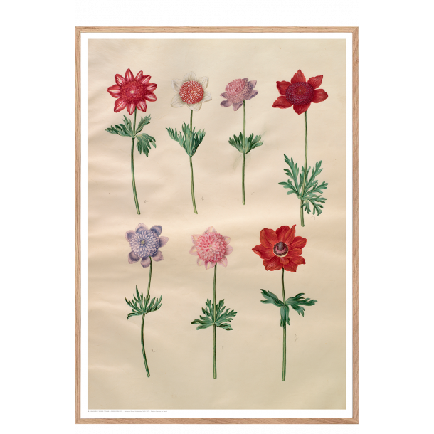 Holtzbecker, Franske anemoner