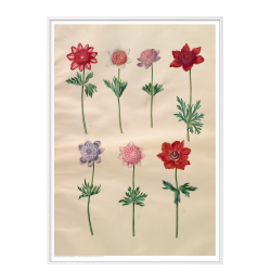 Holtzbecker, French anemones