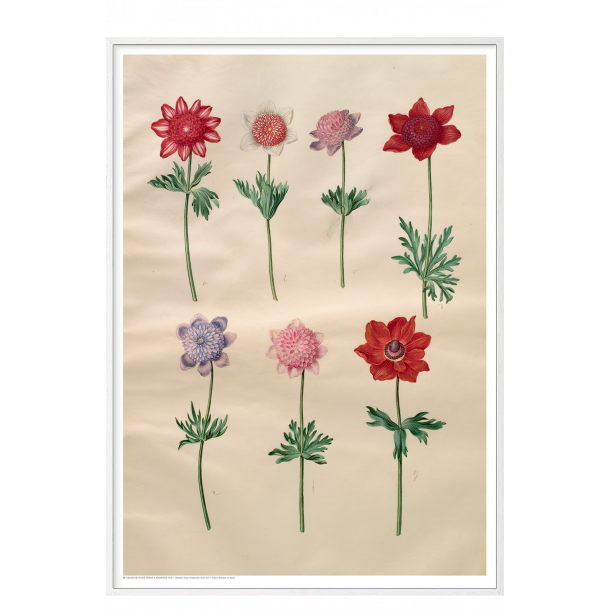 Holtzbecker, Franske anemoner