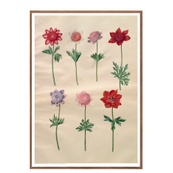 Holtzbecker, French anemones