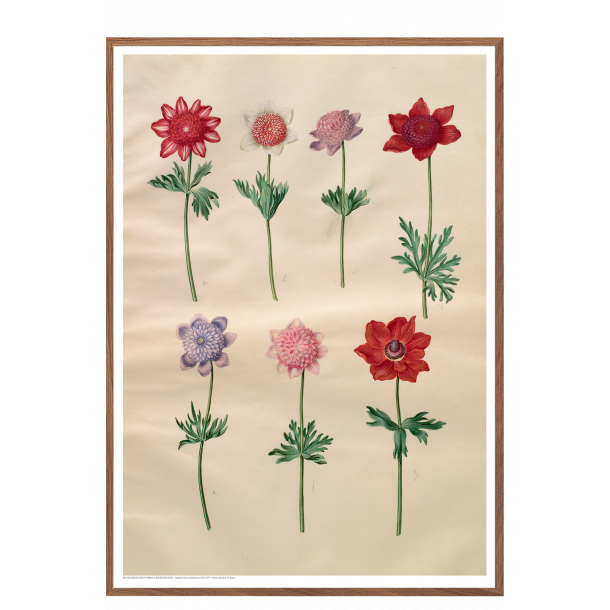 Holtzbecker, Franske anemoner