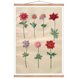 Holtzbecker, French anemones