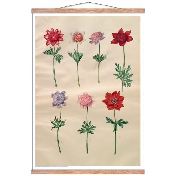 Holtzbecker, Franske anemoner