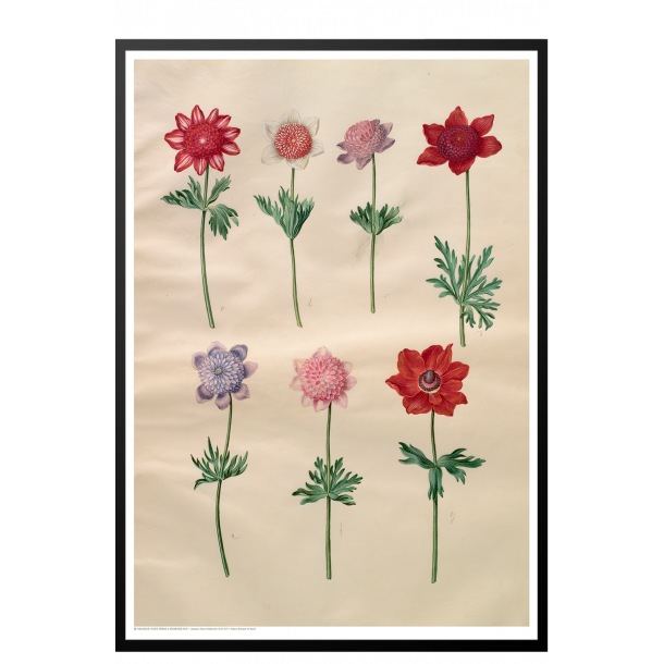 Holtzbecker, Franske anemoner