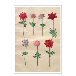 Holtzbecker, French anemones